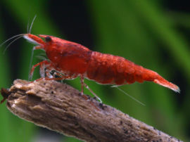 Neocaridina heteropoda - Sakura Zwerggarnele