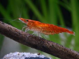 Neocaridina heteropoda - Fire Zwerggarnele