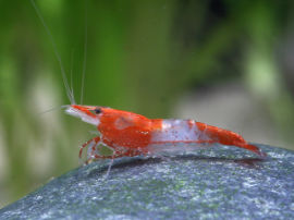 Neocaridina heteropoda - Rili Sakura Zwerggarnele