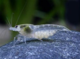 Neocaridina palmata - white Pearl Zwerggarnele