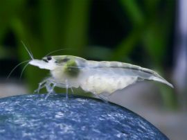 Neocaridina palmata - white Pearl Zwerggarnele