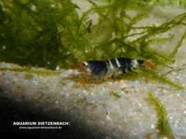 Neocaridina serrata (?)