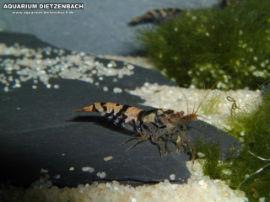 Neocaridina spec.