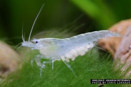 Neocaridina palmata - Zwerggarnele "white Pearl" 