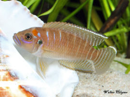 Neolamprologus brevis Sunspot - Schneckenbarsch