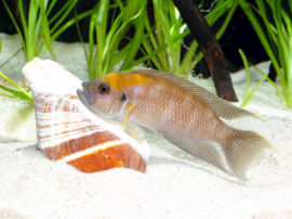 Neolamprologus calliurus - Schneckenbarsch