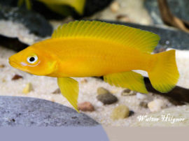 Neolamprologus leleupi - Tangajikasee Goldcichlide