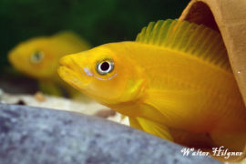 Neolamprologus leleupi - Tangajikasee Goldcichlide