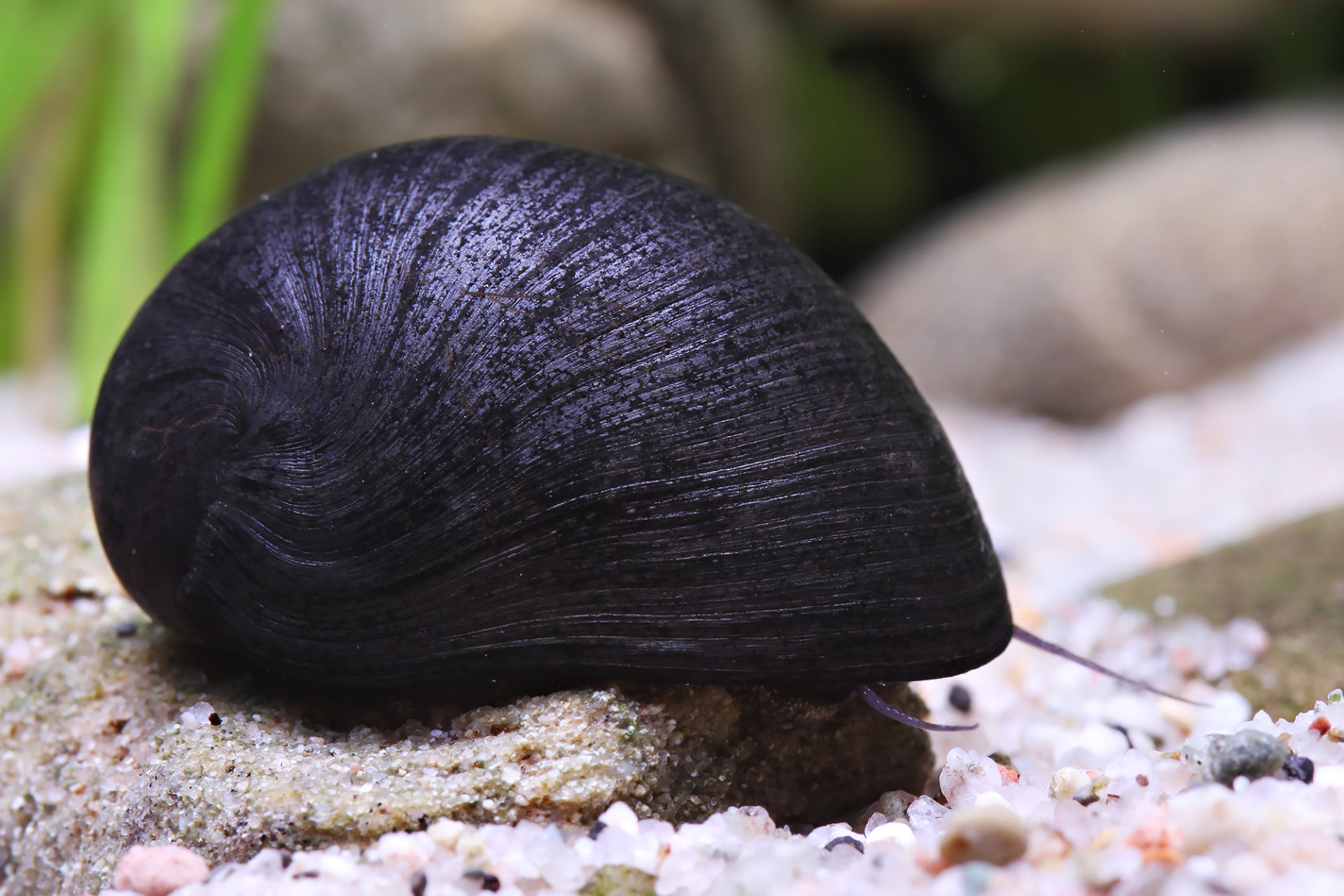 Neritina pulligera - Anthrazit-Napfschnecke