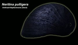 Neritina pulligera - Anthrazit-Napfschnecke