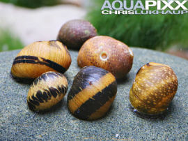 Neritina spec. - Bunte Mini Rennschnecke