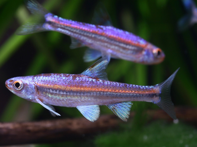 Notropis chrosomus