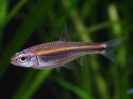 Notropis chrosomus - Weibchen