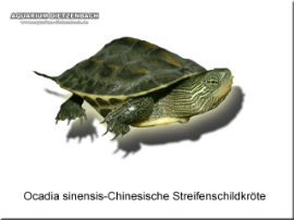 Ocadia sinensis - Chinesische Streifenschildkröte