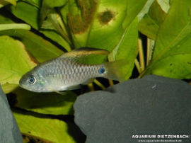Oreichthy spec. - Gelbflossen Hi Fin Barbe