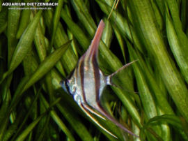 Orinoco Altum Skalar