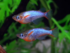Oryzias woworae - Neonblauer Reisfisch