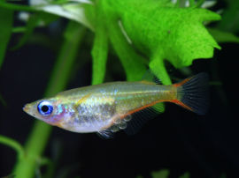 Oryzias woworae - Neonblauer Reisfisch