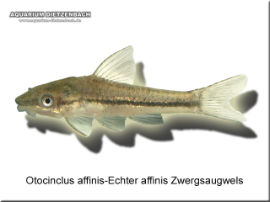 Otocinclus affinis - Echter affinis Zwergsaugwels