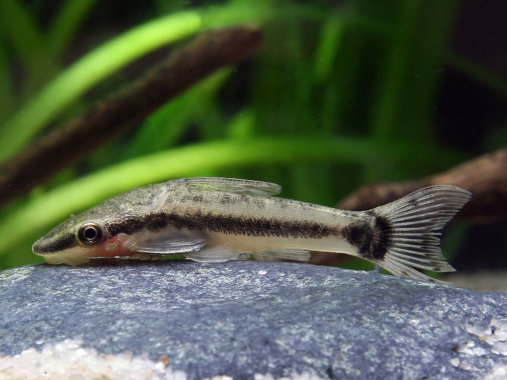 Otocinclus cf. affinis - Zwergsaugwels