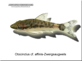 Otocinclus cf. affinis - Zwergsaugwels
