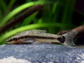 Otocinclus cf. affinis - Zwergsaugwels