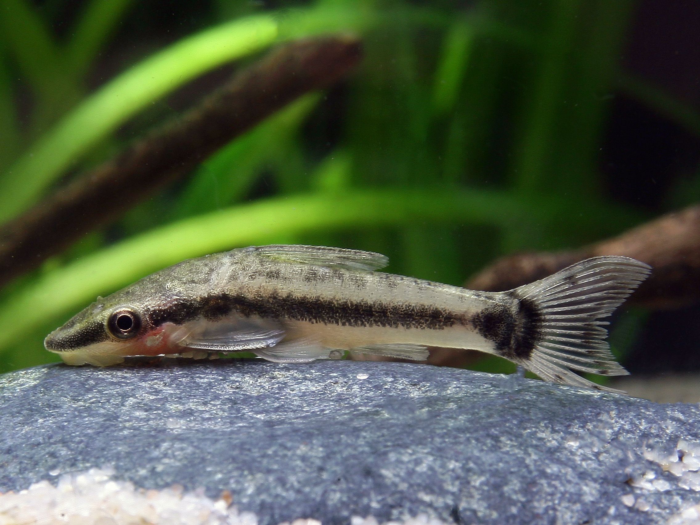 Otocinclus vittatus - Common Otocinclus