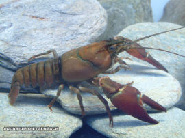 Pacifastacus leniusculus - Signalkrebs