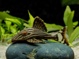 Panaque nigrolineatus - Royal Plecostomus