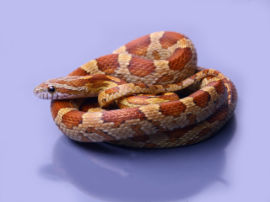 Pantherophis guttatus - Caramel 12 Monate