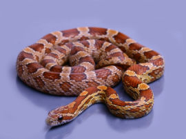 Pantherophis guttatus - Classic 12 Monate