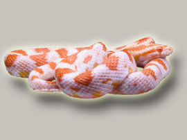 Pantherophis guttatus