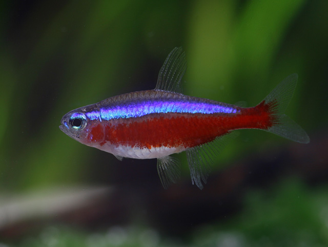 Paracheirodon axelrodi - Roter Neon