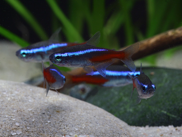 Paracheirodon innesi - Neon Tetra