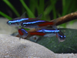 Paracheirodon innesi - Neon tetra