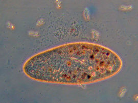 Paramecium caudatum