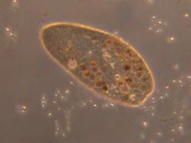 Paramecium caudatum - Pantoffeltierchen