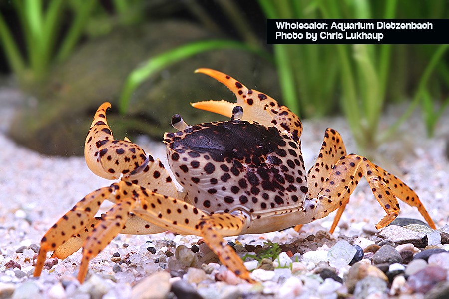 Parathelphusa pantherina - Panther-Krabbe