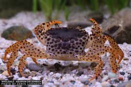 Parathelphusa pantherina - Panther-Krabbe