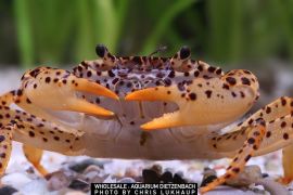 Parathelphusa pantherina - Panther-Krabbe