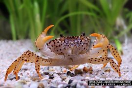 Parathelphusa pantherina - Panther-Krabbe