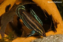 Parosphromenus cf. bintan - Pracht Zwerggurami