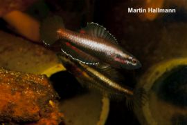 Parosphromenus cf. bintan - Parosphromenus parvulus
