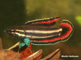 Parosphromenus phoenicurus - Langgam-Prachtgurami