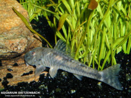 Parotocinclus jumbo - Pitbulls