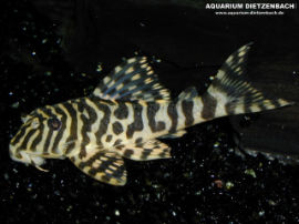 Peckoltia spec. L134 - Imperial Peckoltia