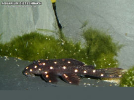 Peckoltia spec. L 204 - gold spottet