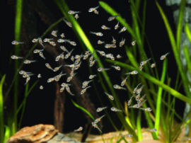 Pelvicachromis pulcher - Jungfische