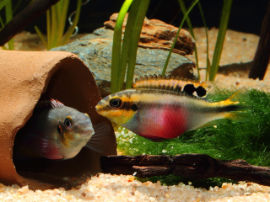 Pelvicachromis pulcher - Paar