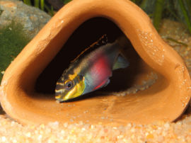 Pelvicachromis pulcher - Eier sammeln